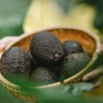 PROVEEDOR DE AGUACATE DE MICHOACÁN POR MAYOREO