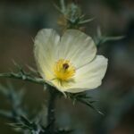 Venta de Semillas de Cardo Santo en Morelia Michoacán