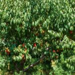 PROVEEDOR DE MELOCOTÓN POR MAYOREO