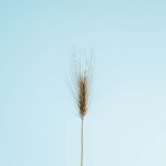 COMPRADOR DE TRIGO MOTE PELADO POR MAYOREO EN MÉXICO