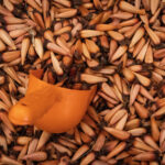 COMPRADOR DE PIÑÓN POR MAYOREO EN MÉXICO